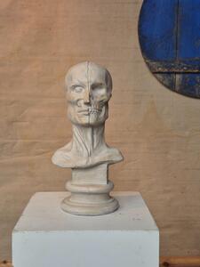 Vintage plaster ecorche bust