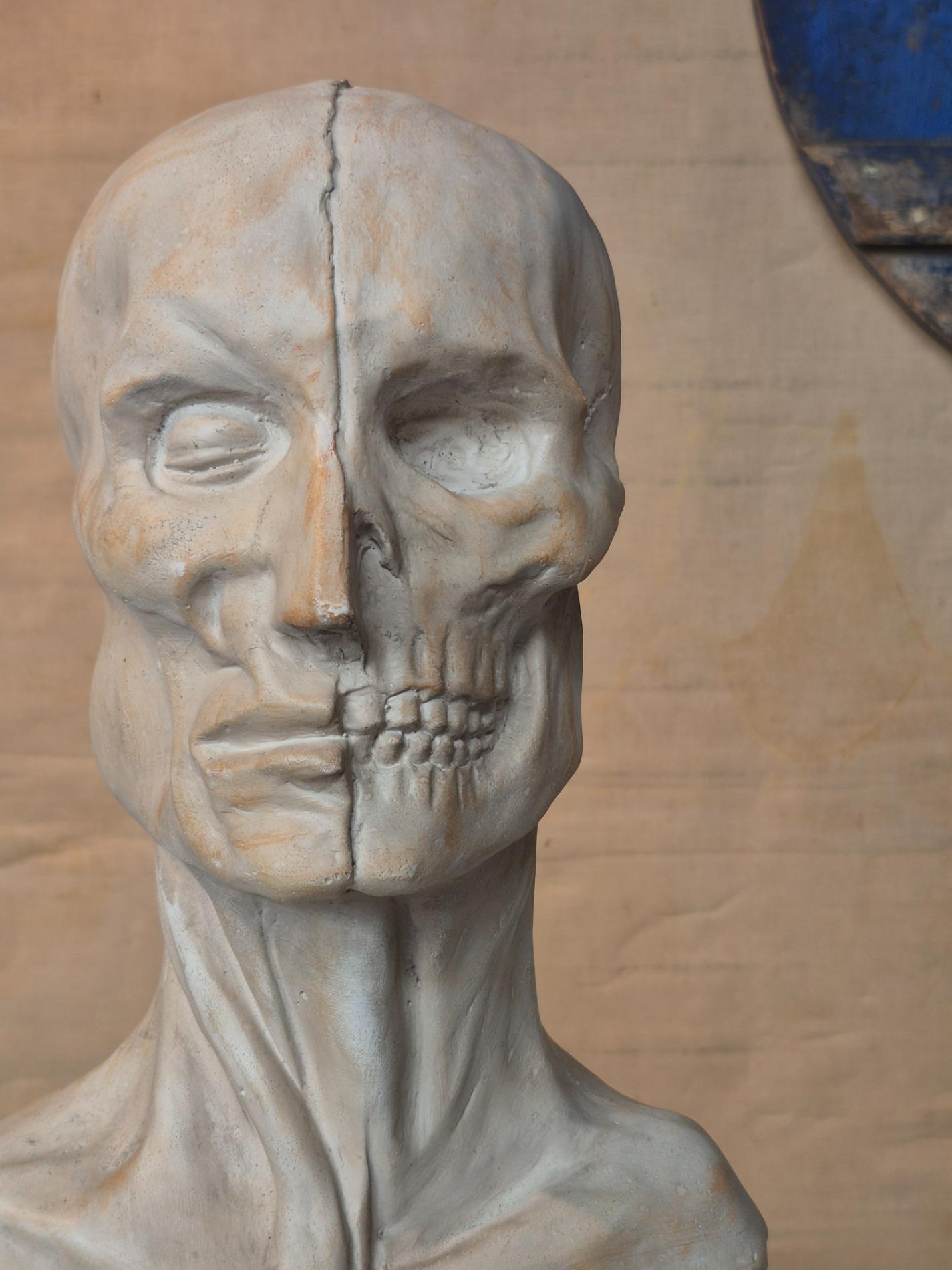 Vintage plaster ecorche bust