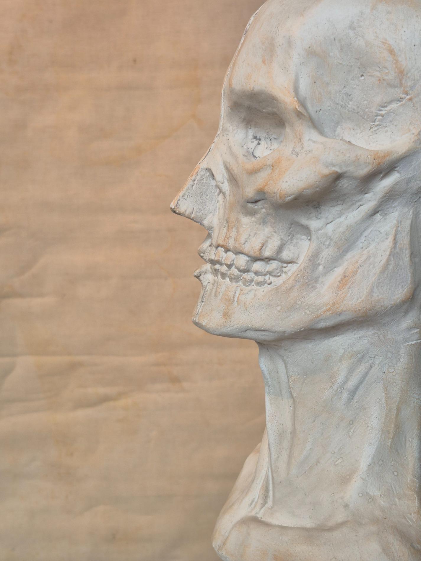 Vintage plaster ecorche bust