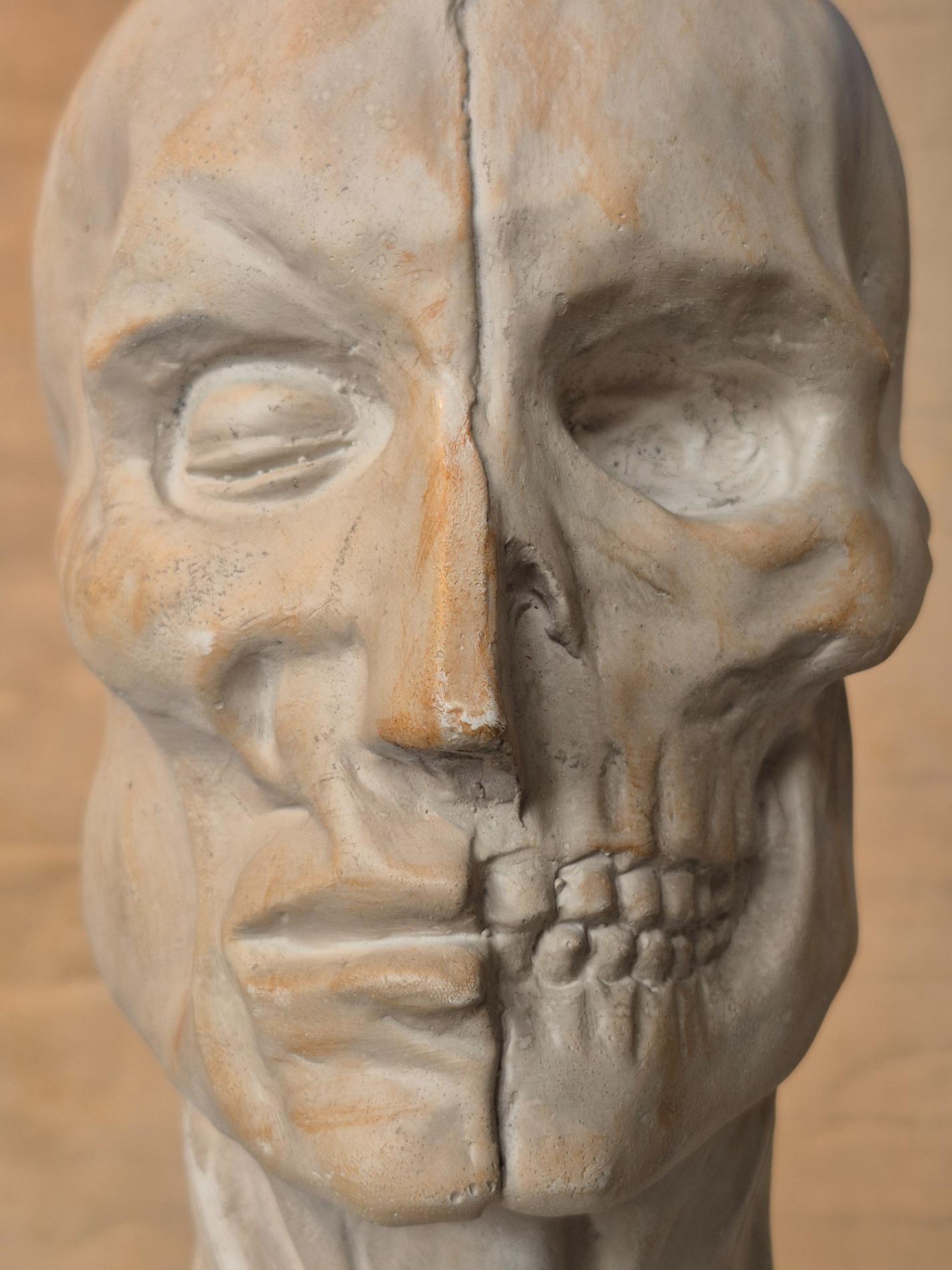 Vintage plaster ecorche bust