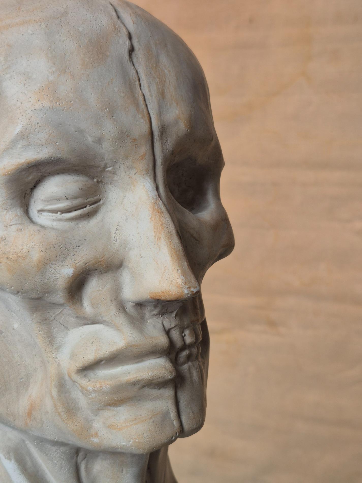 Vintage plaster ecorche bust